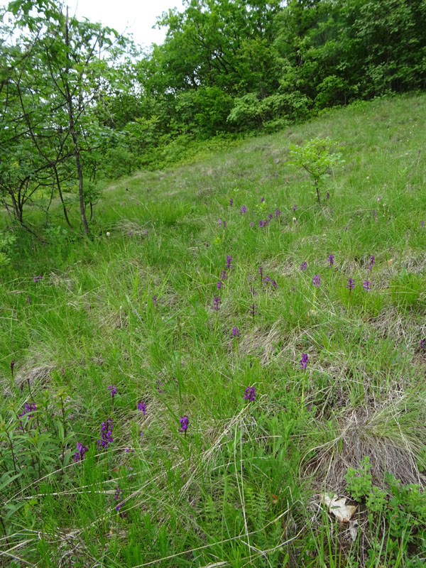 Orchis mascula subsp. speciosa